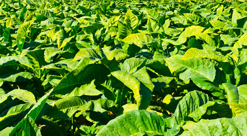 維科美拓在線水分儀在煙草行業(yè)的應(yīng)用