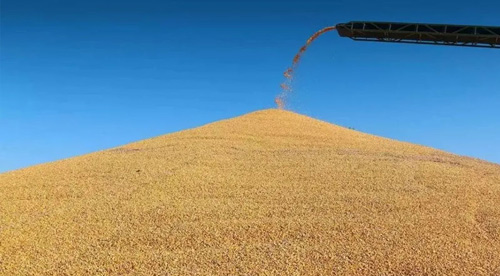 維科美拓在線水分儀在糧食行業(yè)的應(yīng)用